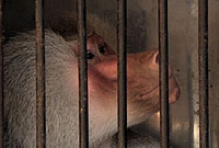 photo d'un singe en cage