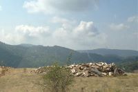Bois coupé, légalement ou plus vraisemblablement illégalement, près du village de Tanouchevtsi en Macédoine dans le massif du Skopska Crna Gora (Joe Herzbrun, septembre 2012)