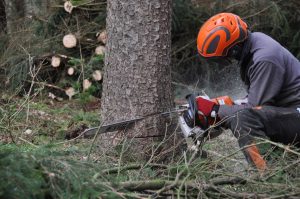 Roumanie : l’exploitation illégale des forêts, un fléau au cœur de l’Europe