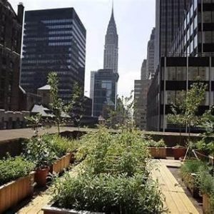 Jardin urbain collectif à Varsovie (Pologne). Intégration d'un espace de production alimentaire au sein d'un quartier résidentiel dense, impliquant les habitants, les associations et les écoles. Ce type d'initiative illustre le renouveau des pratiques d'autosuffisance héritées de l'ère socialiste (Copyright iStock).
